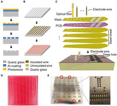 Development of a synchronous recording and photo-stimulating electrode in multiple brain neurons